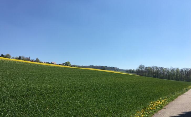 Am Siedlungsrand von Remetschwil